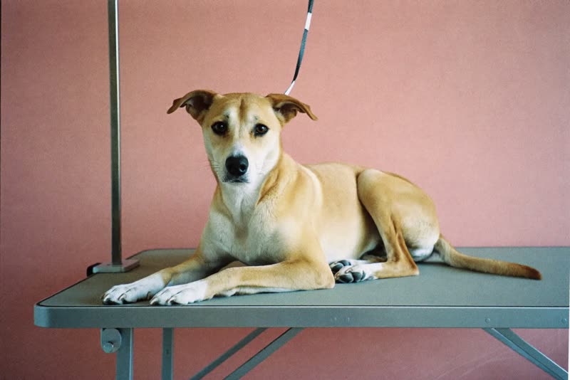 A calm dog lying on a grooming table against a pink wall