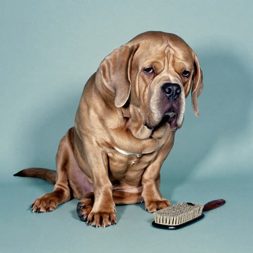 A thick-coated dog with a brushed-out coat sitting beside a grooming brush