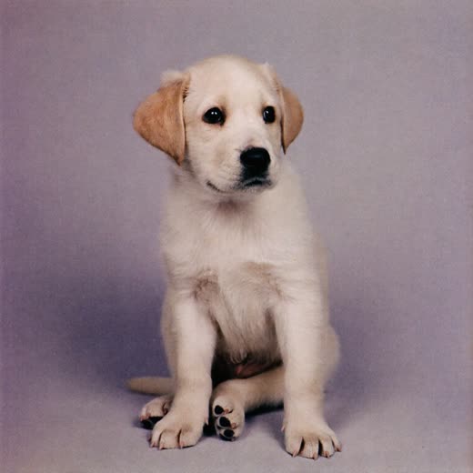 A small fluffy puppy sitting against a pale lilac background